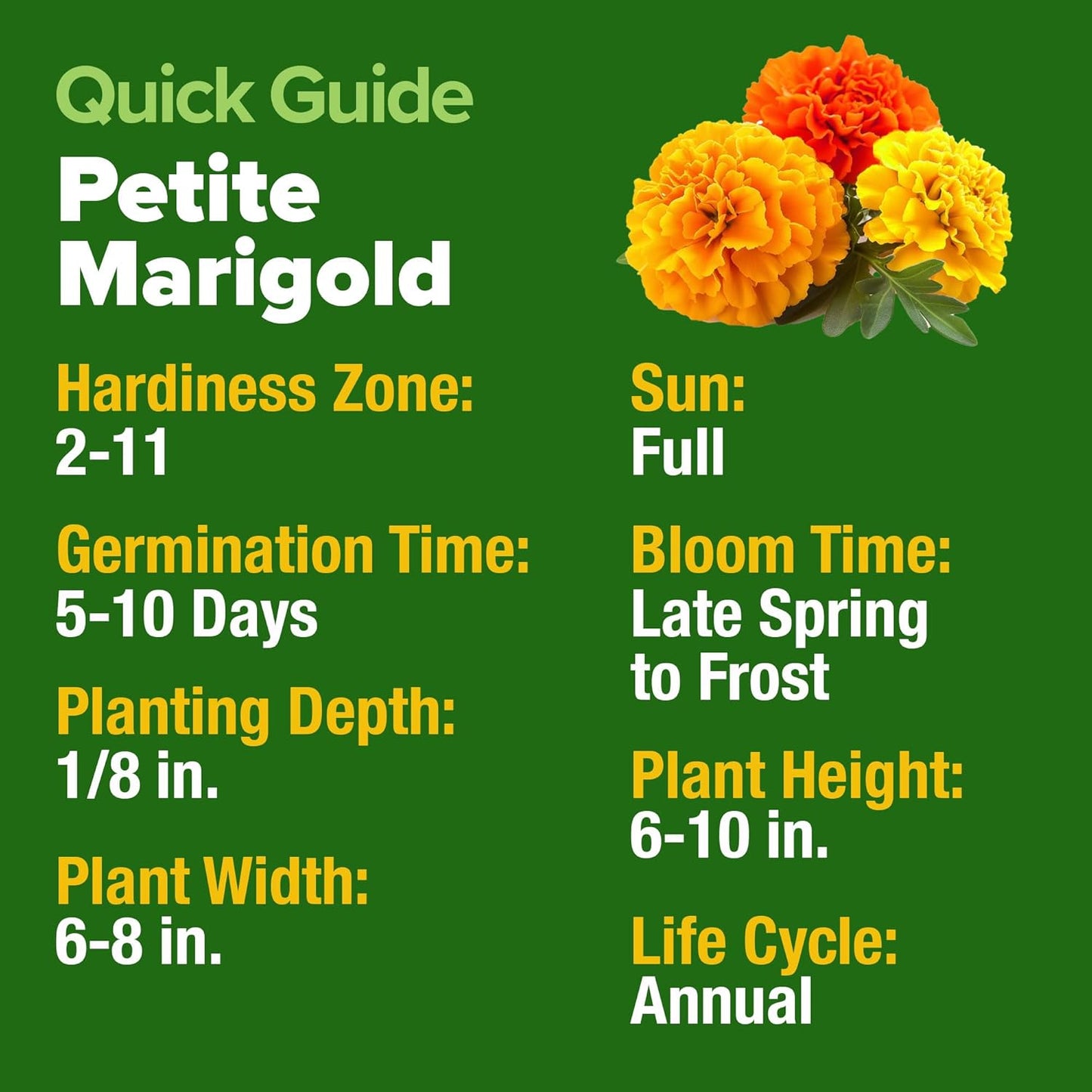 HOME GROWN 𝗨𝗦𝗔 𝗣𝗥𝗘𝗠𝗜𝗨𝗠 Petite French Marigold Seeds 329+ Flower Seeds for Planting Outdoors Easy to Grow Companion Plant & Quick Blooming Pollinator Heirloom Wildflower Seed (Tagetes patula)