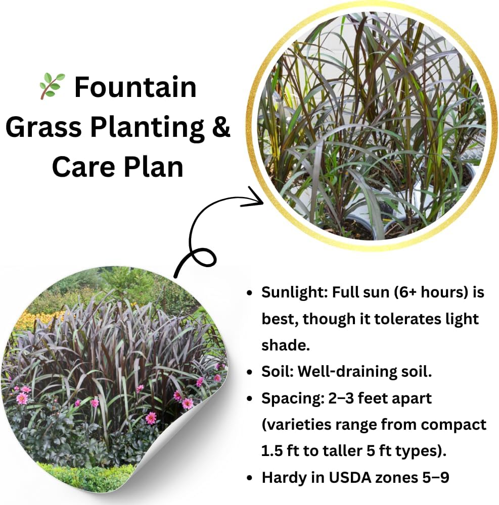 Pack 3 Fountain Grass Plants Live, 5-9 Inch Tall, Ornamental Grasses Live Plants Perennial, Well-Rooted Perennial Grass Clumps (Black Fountain Grass)