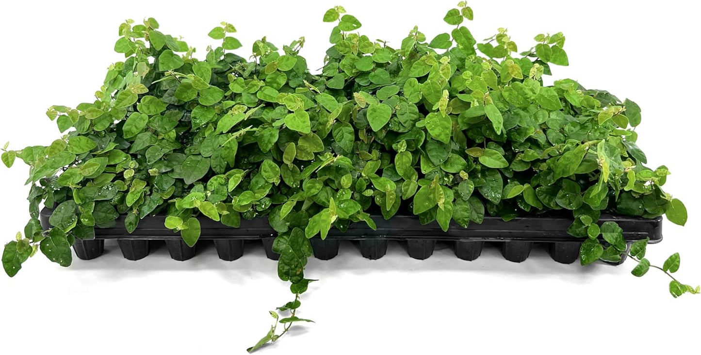 Creeping Fig Vine | 60 Live Plants | Ficus Pumila | Fast-Growing Ground Cover | Evergreen Climbing Vine for Walls & Trellises