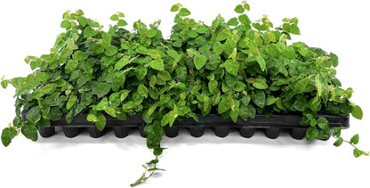 Creeping Fig Vine | 3 Live Plants | Ficus Pumila | Fast-Growing Ground Cover | Evergreen Climbing Vine for Walls & Trellises