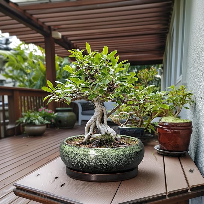 Bonsai Pots - 13 Inch Ceramic Succulent Planters Indoor, Round Shallow Planter with Drainage Hole and Saucer, Large Succulent Pot, Bowl Planter Outdoor, House Decor, Housewarming Gift, Green