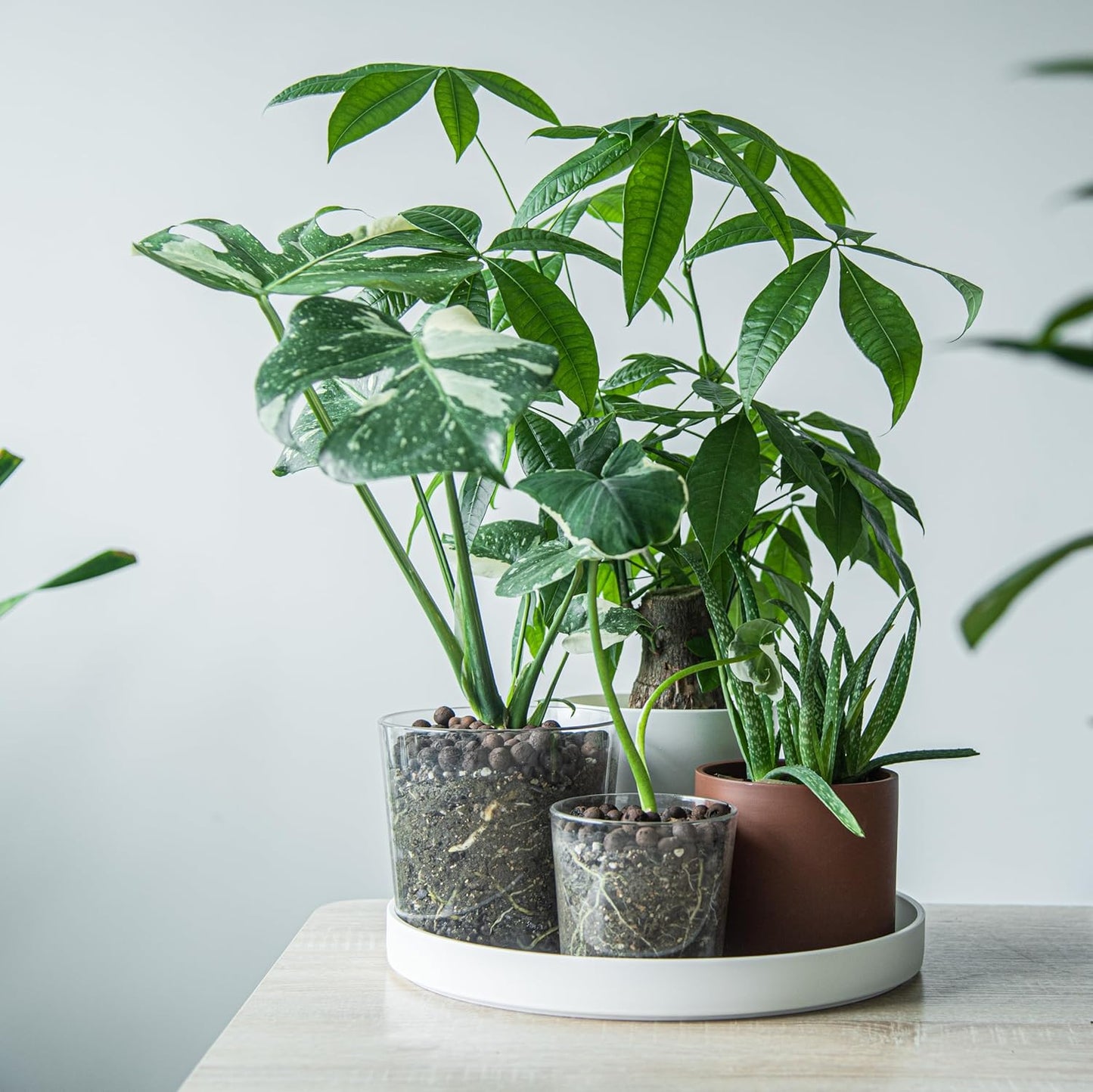 Phoenix Vine 14 Inch Plastic Plant Saucer Water Drip Tray, Heavy Sturdy Round Plant Drainage Tray for Indoors Outdoor, Set of 2, Matte White, 21-TY-14W-2