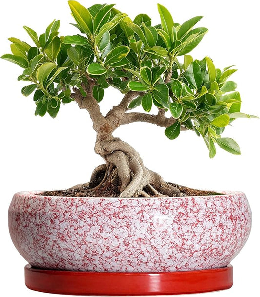 Bonsai Pots Small - 6 Inch Ceramic Succulent Pots with Drainage Hole and Ceramic Saucer, Succulent Planters Indoor Outdoor, Shallow Round Planter, Apartment Decor, Housewarming Gifts, Red