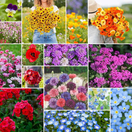 Eden Brothers Shorty Low Grow Wildflower Mixed Seeds for Planting, 10 lb, 4,800,000+ Seeds with Calendula, Cornflower | Attracts Pollinators, Plant in Spring or Fall, Zones 3, 4, 5, 6, 7, 8, 9, 10
