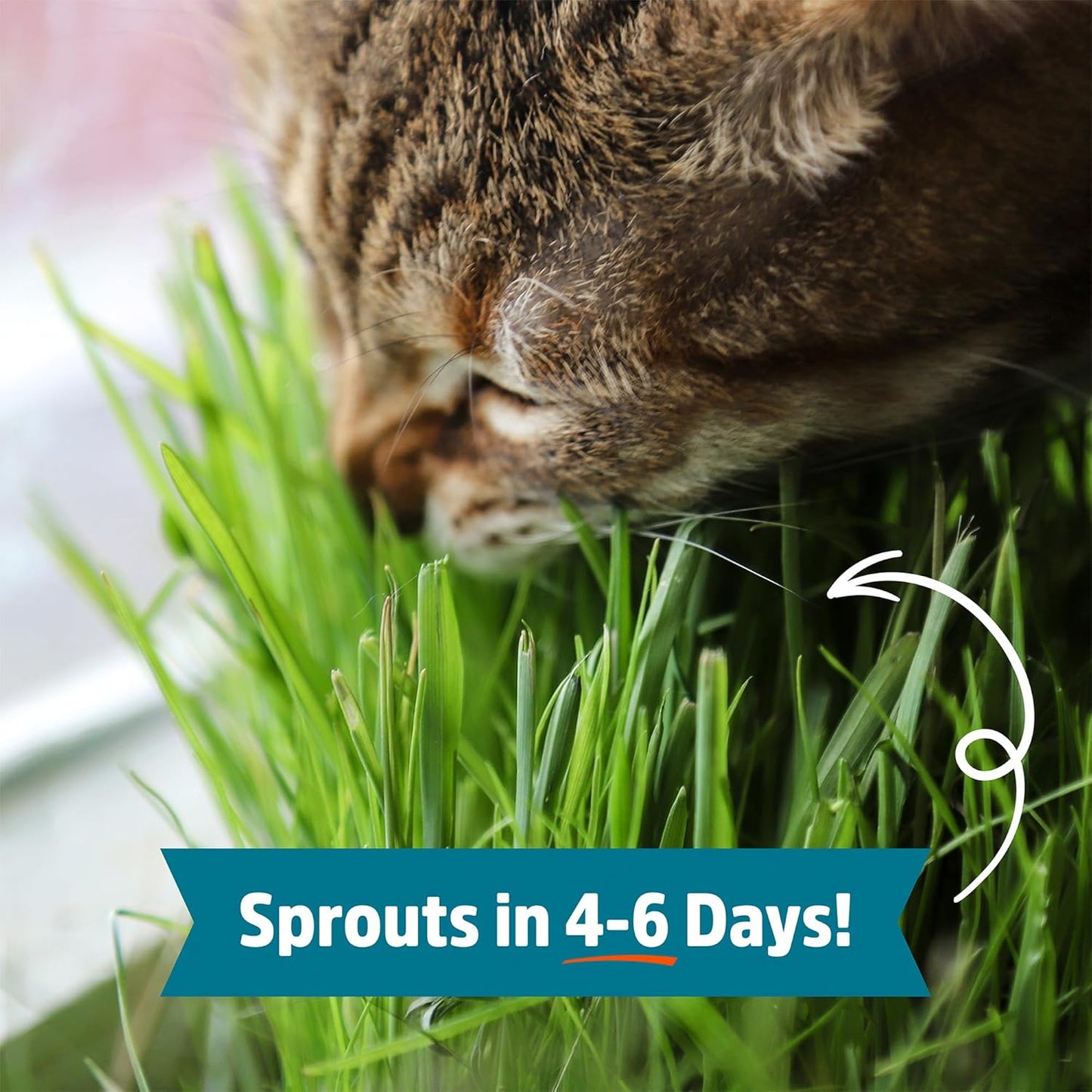 Back to the Roots Organic Wheatgrass Seeds – 2lb Non-GMO Value Pack; Great for Growing Nutritious Wheatgrass, Also Catgrass (Natural Hairball Remedy for Cats)