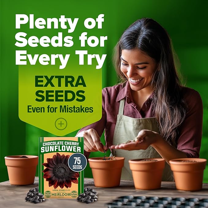 HOME GROWN Chocolate Cherry Sunflower Seeds – 75 𝗡𝗢𝗡-𝗚𝗠𝗢 𝗨𝗦𝗔 Heirloom Seeds for Planting Burgundy Sunflowers – Tall Flower for Garden, Pollinators, Butterflies (Helianthus annuus)