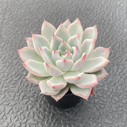 Sprout N Green Echeveria 'Aranjuez', 1 Live Succulent Plant Fully Rooted in 2" Pot, House Plant for Indoor Outdoor Home Office Wedding Decoration DIY Project Party Favor