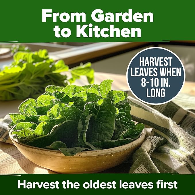HOME GROWN 𝗨𝗦𝗔 𝗣𝗥𝗘𝗠𝗜𝗨𝗠 Collard Green Seeds - 300 Seeds for Fall Planting - High Germination 𝗡𝗢𝗡-𝗚𝗠𝗢 Heirloom Vegetable Seeds, Vates Collard Greens Seed Pack (Brassica oleracea)
