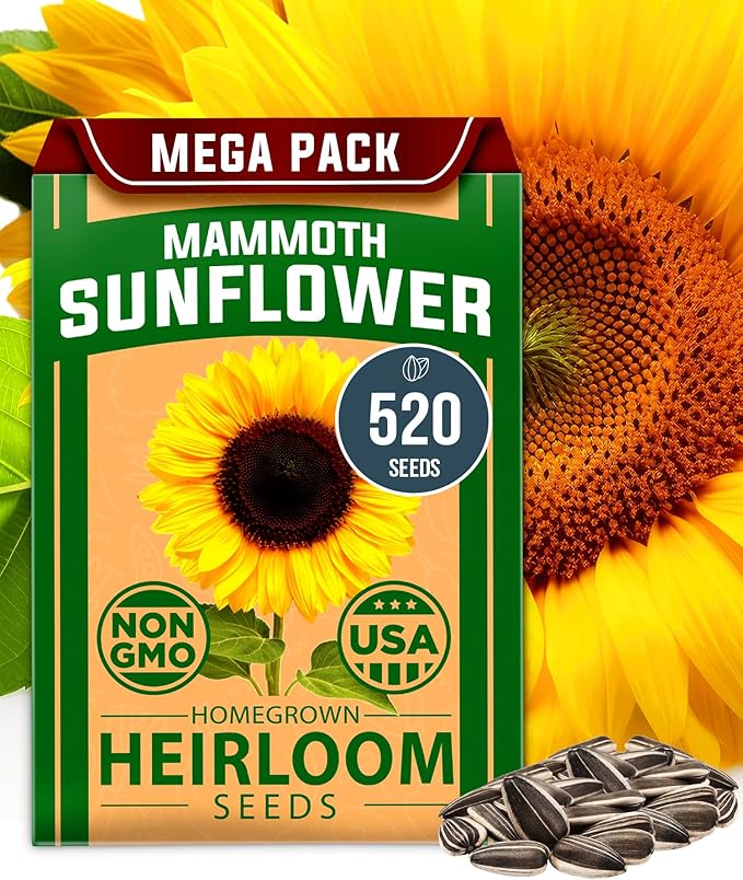 HOME GROWN 𝗨𝗦𝗔 Sunflower Seeds to Plant | 520+ Giant Mammoth Sunflower Seeds for Planting Bulk Packet | Heirloom, High Germination, Easy to Grow Jumbo Sun Flower for Home Garden(Helianthus annuus)