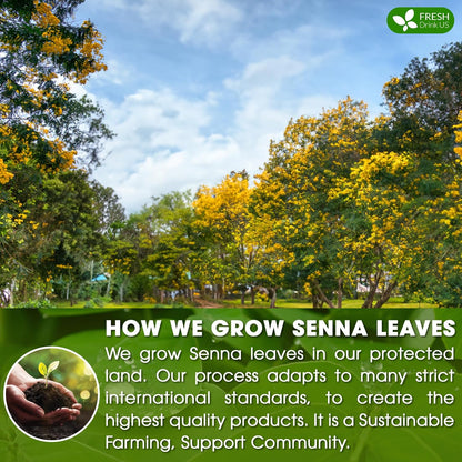 FreshDrinkUS, Premium 135 Senna Leaf Tea Bags for Constipation, Supports Your Cardiovascular System, 100% Natural & Pure. Loose Leaf Senna Herbal Tea, Made with Natural Material Tea Bags. Non GMO, No Sugar/ Caffeine/ Gluten, Vegan.