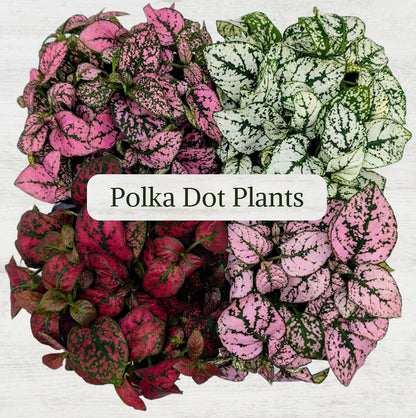 Polka Dot Plant Collection (4-Pack) - House Plants Indoors Live, Air Purifying Live Indoor House Plants, (Red, White, Rose, and Pink) Indoor Plants Live houseplants.