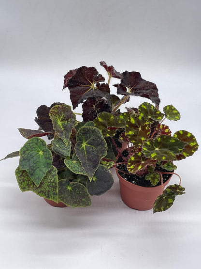 BubbleBlooms Harmony's Begonia Rex Assortment, Warm Summer Colors, 3 Different begonias in 4 inch pots