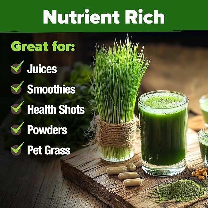HOME GROWN 12,000+ Wheatgrass Seeds Bulk Pack(1.5 lb) 𝗡𝗢𝗡-𝗚𝗠𝗢 𝗨𝗦𝗔 Hard Red Winter Wheatgrass – Heirloom, Sprouting for Juicing, Microgreens, Smoothies & Indoor Gardening(Triticum aestivum)