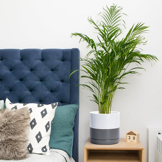 D'vine Dev 8.2 Inch Ceramic Planter Pot with Drainage Hole and Saucer, Indoor Cylinder Round Planter Pot, White/Speckled Grey, 94-O-D-6