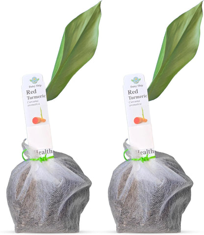 Live Red Turmeric Plants (Curcuma Longa) - Healthy Rhizome and Plant for Home Gardening & Medicinal Use (2 red Turmeric Bags)