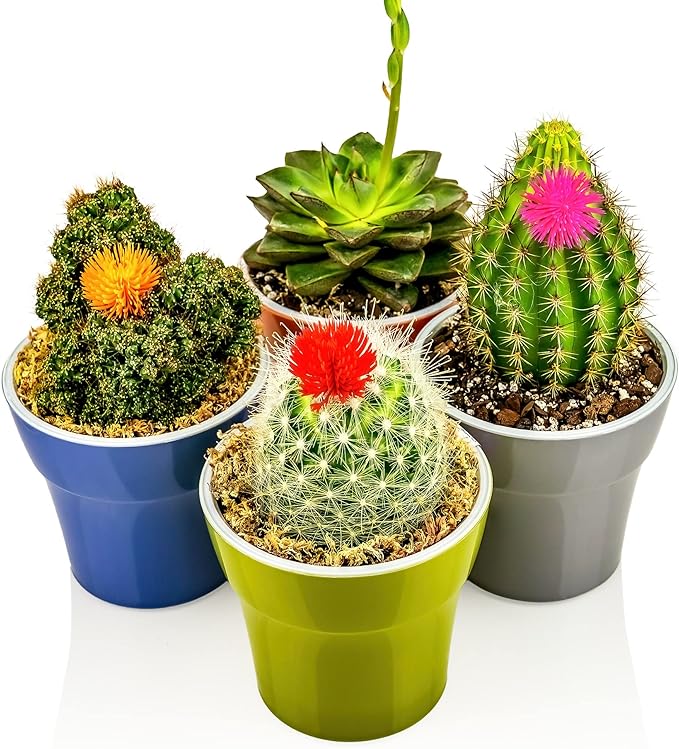 Gardenera Premium Albuca Spiralis Potting Soil Mix - Perfect Balance of Nutrients, Drainage, and Aeration for Thriving Blooms - 20 Quart