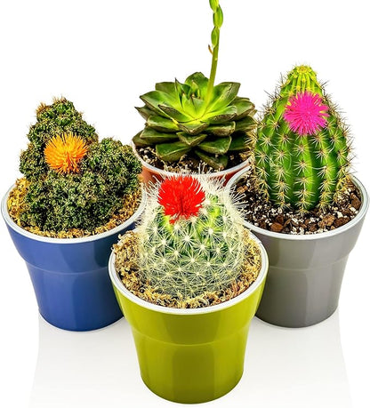 Gardenera Premium Albuca Spiralis Potting Soil Mix - Perfect Balance of Nutrients, Drainage, and Aeration for Thriving Blooms - 20 Quart