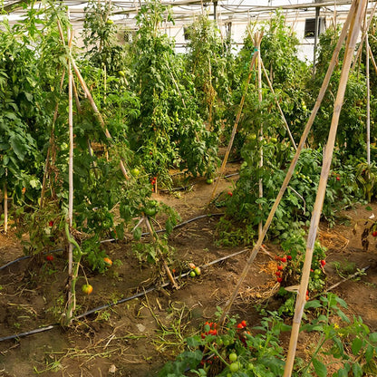 Plant Stakes, 3FT Natural Bamboo Garden Stakes, 25Pcs Bamboo Plant Stakes,Bamboo Sticks for Tomato,Beans,Vegetable and Climbing Plants