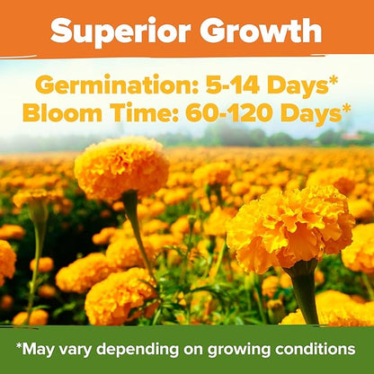 HOME GROWN Crackerjack Marigold Seeds | 4 oz / 35,000 Flower Seeds Planting Outdoor | Large Bulk Pack | 𝗡𝗢𝗡-𝗚𝗠𝗢 𝗨𝗦𝗔-𝗦𝗢𝗨𝗥𝗖𝗘𝗗, High Germination, Wildflower Seed | Companion Planting