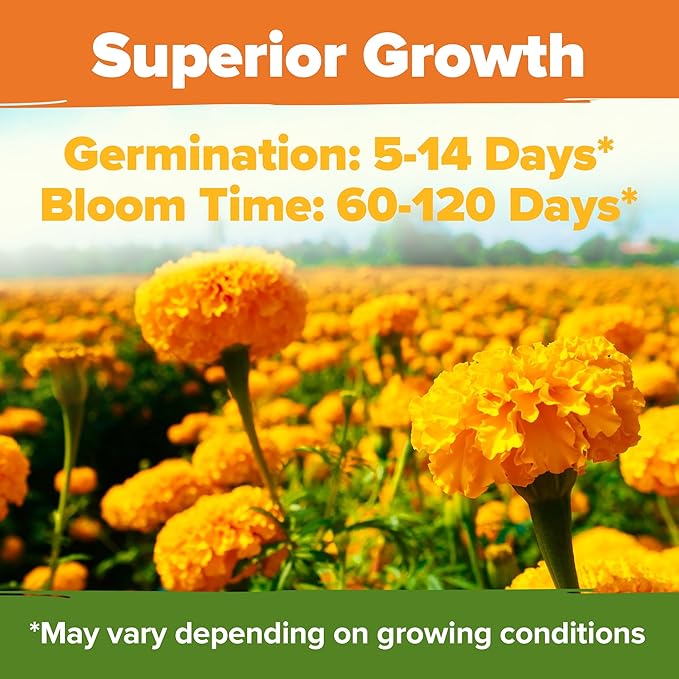 HOME GROWN Crackerjack Marigold Seeds 2.05oz - 15,000 Flower Seeds Planting Outdoor, Large Bulk Pack, 𝗡𝗢𝗡-𝗚𝗠𝗢 𝗨𝗦𝗔 Sourced, High Germination, Companion Planting, Orange (Tagetes erecta)
