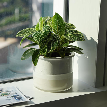 Phoenix Vine 6 Inch Self Watering Planter Pot, Design White Terracotta Pot for Plants, Indoor Cylinder Terra Cotta Pot with Glass Vase, Set of 1, 51-B-F-1