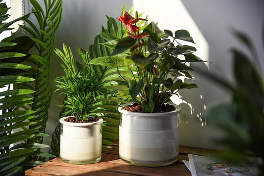 Phoenix Vine 6 Inch 4 Inch Self Watering Planter Pots, Design White Terracotta Pots for Plants, Indoor Cylinder Terra Cotta Pots with Glass Vase Set, 51-B-G-46
