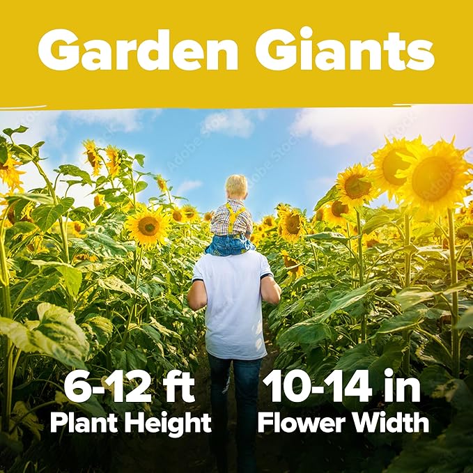 HOME GROWN 𝗨𝗦𝗔 Sunflower Seeds to Plant | 520+ Giant Mammoth Sunflower Seeds for Planting Bulk Packet | Heirloom, High Germination, Easy to Grow Jumbo Sun Flower for Home Garden(Helianthus annuus)