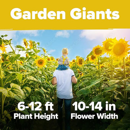 HOME GROWN 𝗨𝗦𝗔 Sunflower Seeds to Plant | 520+ Giant Mammoth Sunflower Seeds for Planting Bulk Packet | Heirloom, High Germination, Easy to Grow Jumbo Sun Flower for Home Garden(Helianthus annuus)