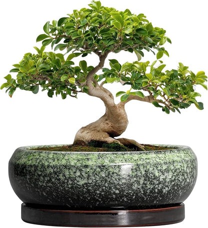 Bonsai Pots - 13 Inch Ceramic Succulent Planters Indoor, Round Shallow Planter with Drainage Hole and Saucer, Large Succulent Pot, Bowl Planter Outdoor, House Decor, Housewarming Gift, Green