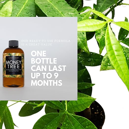 Lush Leaf | Plant Food (Money Tree)