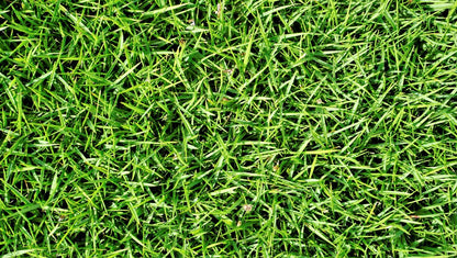 Brownie Brand Majestic Hulled Bermudagrass Seed | Premium Turf Grass for Dense, Drought-Resistant Lawns | Fast-Growing, Heat-Tolerant, Certified Seed for High-Traffic Areas. (1 Pound)