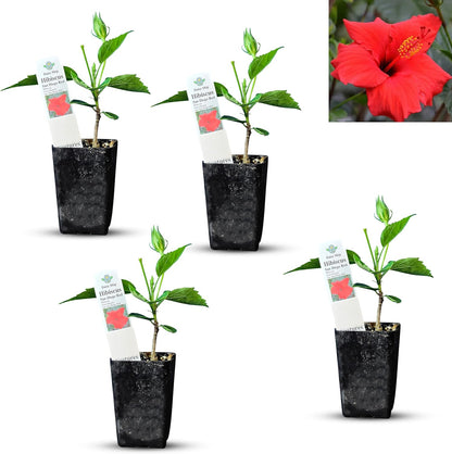 Red Hibiscus. rosa-sinensis. Live Plant - Tropical Blooming Hibiscus, Pretty Flowers, Used in Tea and Juice (4 red Hibiscus Cups)