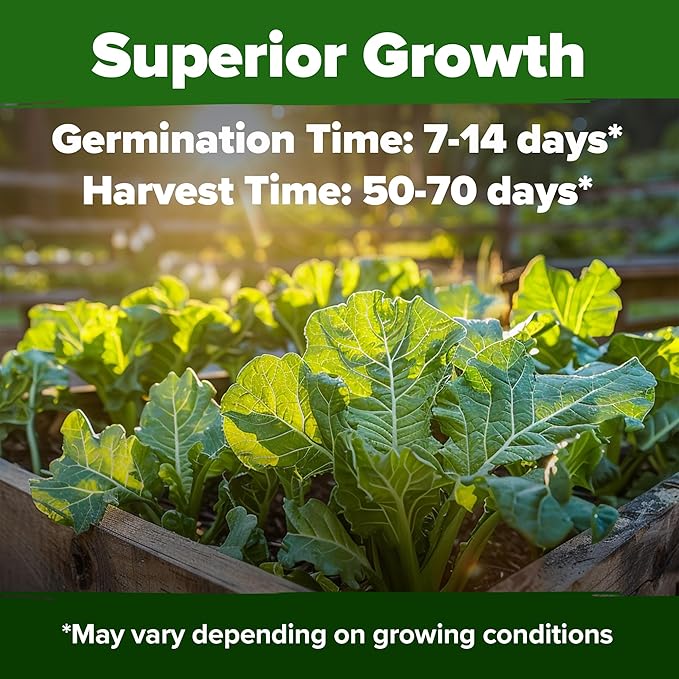 HOME GROWN 𝗨𝗦𝗔 𝗣𝗥𝗘𝗠𝗜𝗨𝗠 Collard Greens Georgia Southern - 300 High Germination 𝗡𝗢𝗡-𝗚𝗠𝗢 Heirloom Seeds for Planting in Your Vegetable Garden (Brassica oleracea)
