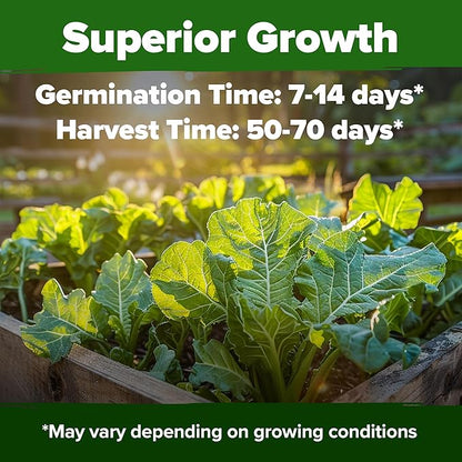 HOME GROWN 𝗨𝗦𝗔 𝗣𝗥𝗘𝗠𝗜𝗨𝗠 Collard Greens Georgia Southern - 300 High Germination 𝗡𝗢𝗡-𝗚𝗠𝗢 Heirloom Seeds for Planting in Your Vegetable Garden (Brassica oleracea)