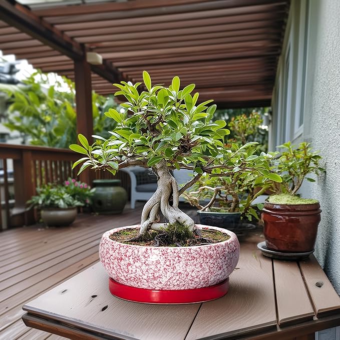 Bonsai Tree Pots 13 Inch - Ceramic Bonsai Pots with Drainage Hole and Tray, Large Succulent Planters Indoor, Round Bowl Planter Outdoor, Shallow Planter, Garden Decor, Plant Lover Gifts, Red