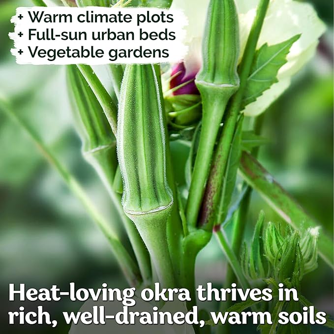 KVITER 125 Clemson Spineless 80 Okra Seeds for Planting (Abelmoschus esculentus) – Heirloom & Organic Okra, Spineless Pods, Heavy Yields – Vegetable Seeds to Plant in Outdoor Garden