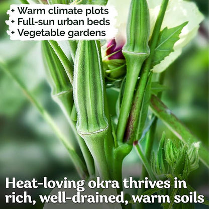 KVITER 125 Clemson Spineless 80 Okra Seeds for Planting (Abelmoschus esculentus) – Heirloom & Organic Okra, Spineless Pods, Heavy Yields – Vegetable Seeds to Plant in Outdoor Garden