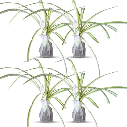 Healthy Spider Plant - Easy Care, Air-Purifying Houseplant (4 Spider sacs)