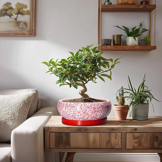 Succulent Pots - 8 Inch Bonsai Pots for Indoor Outdoor, Shallow Ceramic Planter with Drainage Hole and Saucer, Round Flower Succulent Planters, Room Decor, Gifts for Plant Lovers, Red