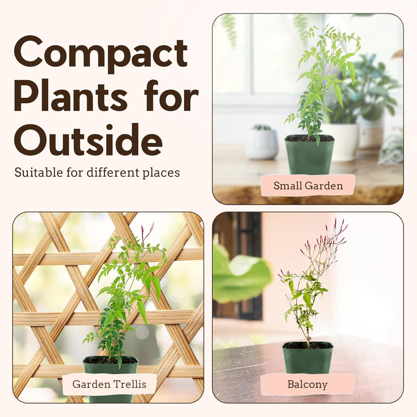 Generic Mini Pink Jasmine Vine, Fragrant and Live Houseplant, 2 Inch Pot, Jasminum Polyanthum (3)