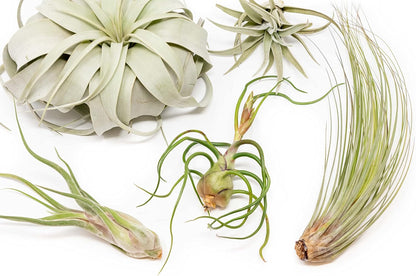 10 Pack of Large Tillandsia Air Plants - Xerographica, Juncea, Bulbosa, Caput Medusae & Harrisii- Live Succulent House Plants Availabe in Wholesale and Bulk - Easy Care Indoor and Outdoor Plant
