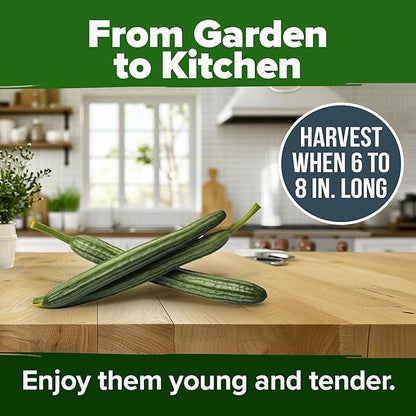 HOME GROWN 𝗨𝗦𝗔 𝗣𝗥𝗘𝗠𝗜𝗨𝗠 Luffa Seeds (Luffa aegyptiaca) 40 Heirloom 𝗡𝗢𝗡-𝗚𝗠𝗢 Loofah Gourd Seeds for Planting High Germination Rate - Make Sponges or Harvest Young Loofahs for Eating