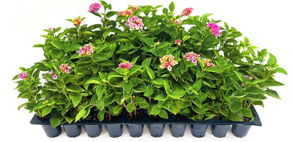 Lantana Confetti | 30 Live Plants | Lantana Camara | Colorful Garden Shrub | Drought Tolerant Perennial Plants