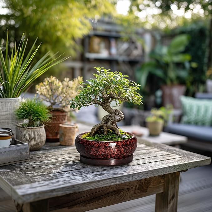 Succulent Planters 6 Inch - Ceramic Bonsai Pots with Drainage Hole and Saucer, Small Bonsai Planter, Round Planter Bowl, Shallow Plant Pots Indoor, Room Decor, Gifts for Plant Lovers, Red