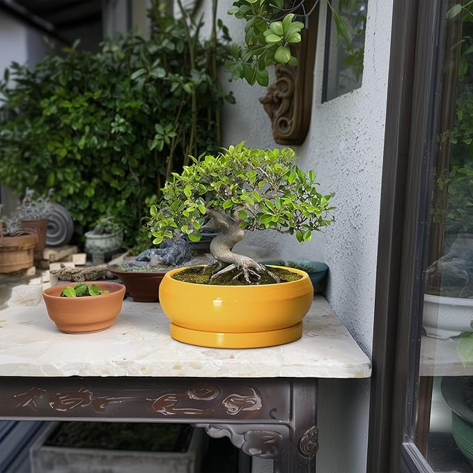 Bonsai Pots - 8 Inch Ceramic Succulent Planter for Indoor Outdoor, Shallow Planters with Drainage Hole and Saucer, Round Modern Planter Bowl, Window Decor, Gifts for Plant Lovers, Yellow