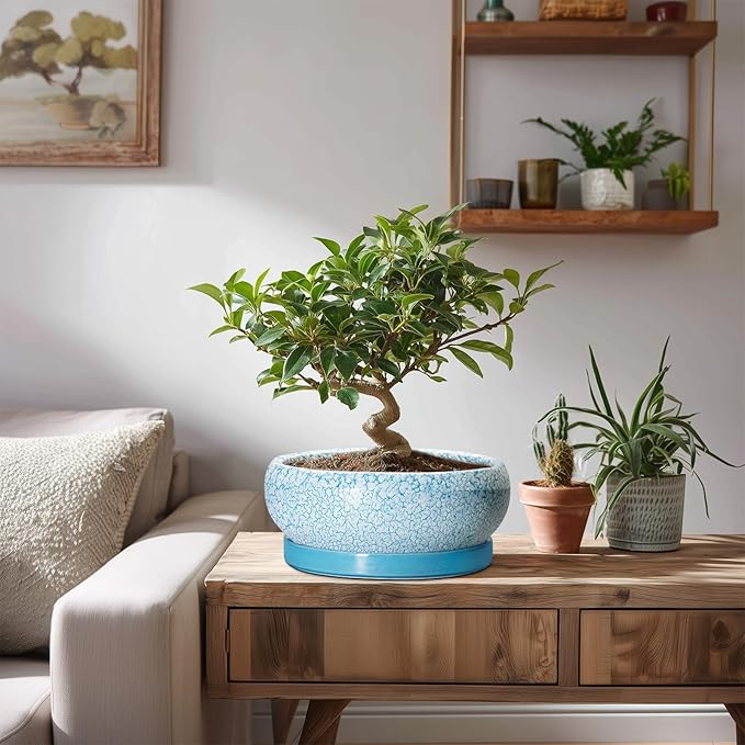 Succulent Pots 8 Inch - Ceramic Bonsai Pots with Drainage Hole and Saucer, Succulent Planters for Indoor Plants Outdoor, Round Shallow Planter Bowl, Porch Decor, Gardening Gifts, Blue