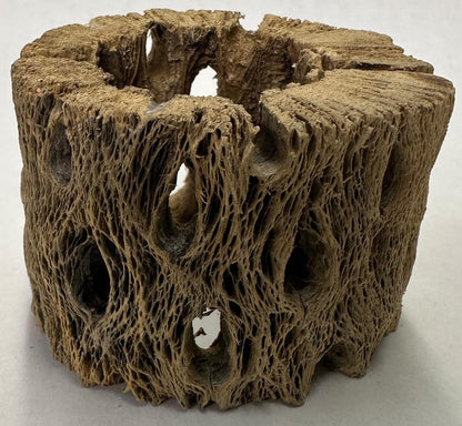 3 Natural Cholla Wood Air Plant Display Holders Individually Unique Round Decorative Stands (3 Pack Cholla Rounds)