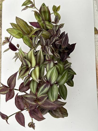 Live Wandering Jew Plant - Tradescantia Zebrina Collectors Pack - 5 Variety - Evenesce, Silver+, Discolor Green,Deep Purple and Burgundy ~ Air Purifying, Low Maintenance, Fast Growing Houseplants