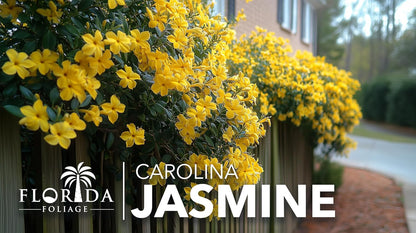 Carolina Jasmine | 30 Live Plants | Gelsemium sempervirens | Fast-Growing Flowering Vine for Trellises & Fences | Climbing Landscape Plants