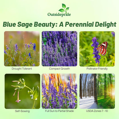 Outsidepride Blue Sage Seeds - 1/2 Lb. Perennial, Drought-Tolerant & Deer-Resistant Wildflower Seeds w/Fragrant Blooms for Pollinator Attractant for Butterfly & Hummingbird Gardens & Landscaping